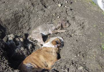 Hunde_flofra_q_6