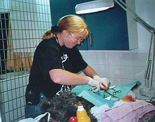 Tierrzte helfen - Teneriffa 2005