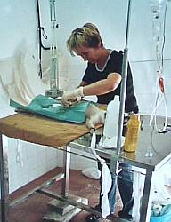Tierrzte helfen - Teneriffa 2005