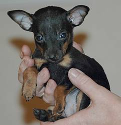 Dobbie_adv06_21_2 Dobbie_adv06_21_2