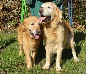 Bella_Nala_gr_bh Bella_Nala_gr_bh