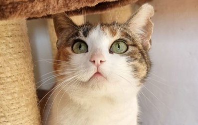 Crista_k23_cy Crista_k23_cy