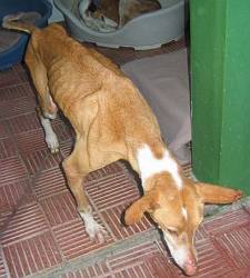 Tierärzte helfen - Teneriffa 2005 Tierärzte helfen - Teneriffa 2005