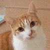 Fritzchen_ku_k16_bh_thumb