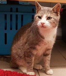 Gilbert_k14_ps_2 Gilbert_k14_ps_2
