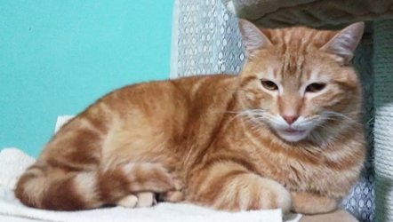 Ginger_km19_sp_5 Ginger_km19_sp_5