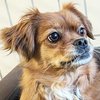 Gordy_Lily_pekm_ub_thumb1