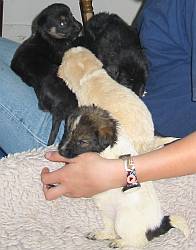 Tierrzte helfen - Smeura, Rumnien 2005