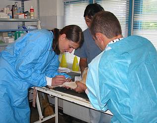 Tierrzte helfen - Smeura, Rumnien 2005