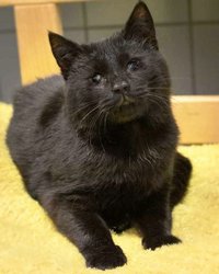 Sylvester_ma_k_ps Sylvester_ma_k_ps
