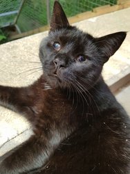 Sylvester_ma_k_ps_11 Sylvester_ma_k_ps_11