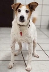 ba_Bruno_foxm10_tld ba_Bruno_foxm10_tld