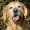be_Nala_gr_bh_thumb