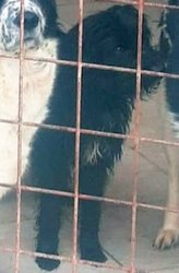 ds_Blacky ds_Blacky