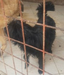 ds_Blacky_2 ds_Blacky_2