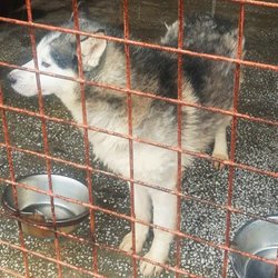 ds_Husky ds_Husky