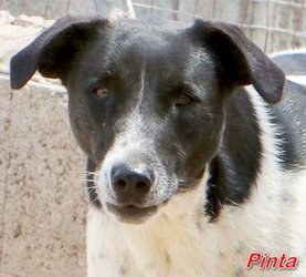 Pinta_jgdm16_mi Pinta_jgdm16_mi