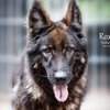 Roxana_adsh21_am_thumb