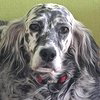 Diana_setm13_str_thumb