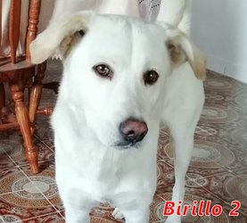 Birillo-II_mi14_mi