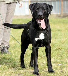 Buddy_labm14_tld_4 Buddy_labm14_tld_4