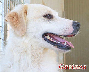 Gaetano_hshm20_mi_10 Gaetano_hshm20_mi_10
