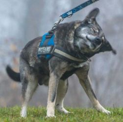 Leo_mi_run_mid_13 Leo_mi_run_mid_13