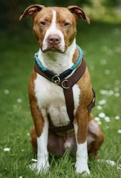 Lion_st18_thbo Lion_st18_thbo