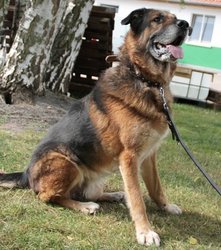 Loui_sh11_tt_4 Loui_sh11_tt_4