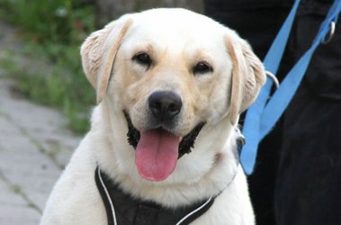 Marley_lab17_sa_2 Marley_lab17_sa_2