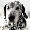Pepe_dalm15_js_thumb