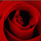 Blume_28 Blume_28